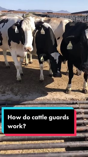 Understanding Cattle Guards: How They Keep Cows Away from Crossing