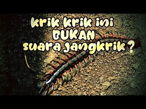 Inikah Suara Lipan atau Bunyi Kelabang ???