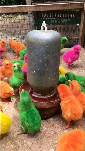 Sweet and Colorful Baby Chicks