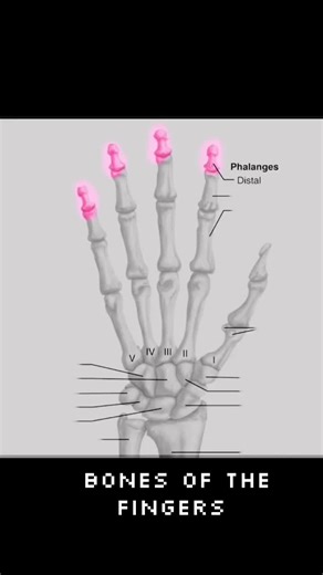 Anatomy Songs: Learn the Skeleton Easily