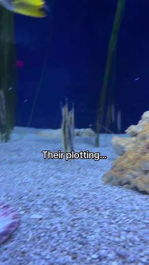 Exploring Razorfish: Unique Aquarium Fish Species