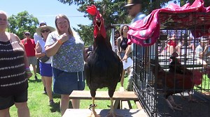 72nd annual National Rooster Crow Weekend - KOBI-TV NBC5 / KOTI-TV NBC2