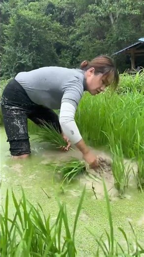 如果你不小心刷到我，请留下来翻翻我的作品吧，也许能治愈你烦躁的心情！#记录真实生活 #山里姑娘 #农村生活