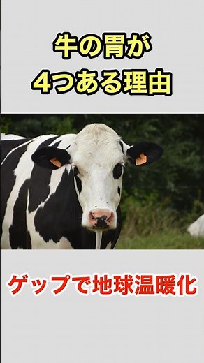 【獣医解説】牛の胃が4つある理由 牛のゲップで地球温暖化 #動物 #犬猫 #雑学 #豆知識