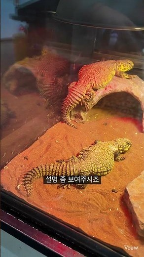 양서류와 파충류 소개하는 아기빡쪼 #양서류 #파충류 #양파 #우파루파 #공비단뱀 #리자드 #도마뱀 #과학관 #곤충관 #국립과천과학관