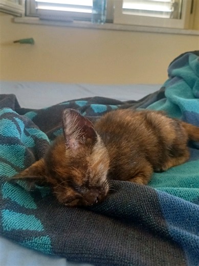 Come curare un gattino salvato con la rogna e rinotracheite