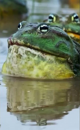 Horned Frog: Master of Camouflage and Survival