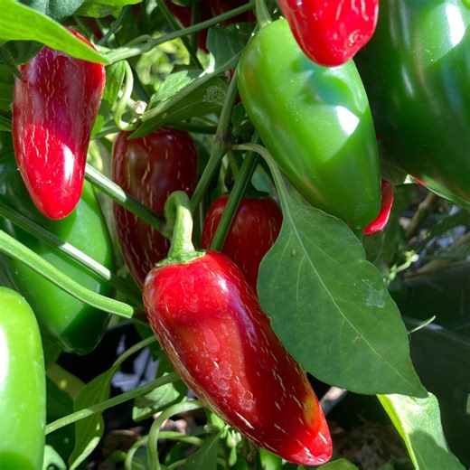 100ct Organic TAM Mild Jalapeño Seeds Non GMO, Fast Growing Mild Pepper Variety - Etsy