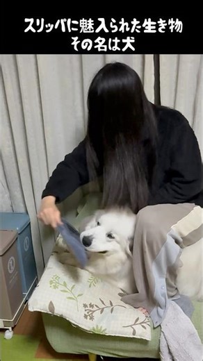 My dog ​​loves slippers so much it's a problem #greatpyrenees #lifewithdogs #lifewithlargedogs #l...