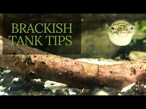 Brackish Water Aquarium Guide: Perfect Setup for Puffers!