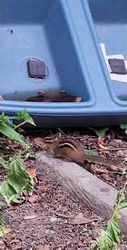 Chipmunk Diaries October 1, 2025