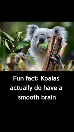 Facts About Koalas' Smooth Brain