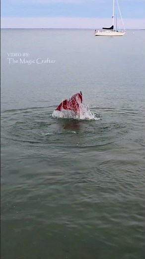 Red mermaid splashing her tail out of the water (Lake Michigan mermaid performer) #shorts