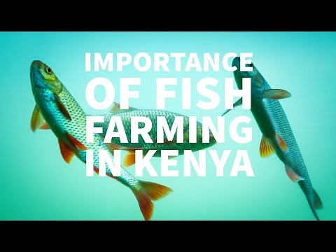 IMPORTANCE OF FISH FARMING IN KENYA