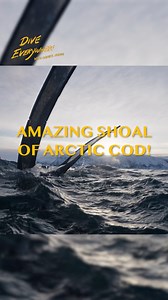 Amazing shoal of cod | Daniel Mann - Dive Everywhere