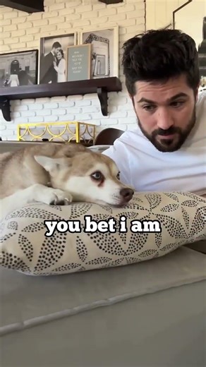 Mini Husky Won’t Share Pillow With Dad