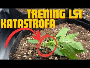 HOW TO DO LST? 3 QUICK EASY WAYS!