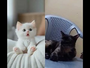 Angry Cat Speaking Strange Language 😾 | Real Cat Reaction 😹