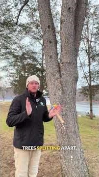 Tree Cabling Explained: Identifying Co-Dominant Stems That Need Support