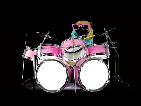 Dog is playing drums - Drum solo