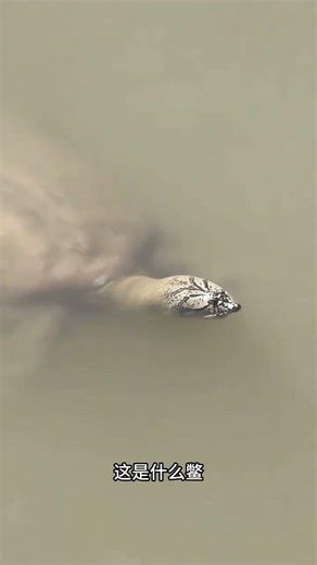 Unbelievable! See What I Spotted Before Casting My Rod