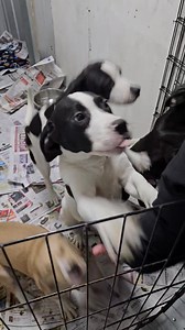 Here is a short video of the Lab/Beagle puppies that are looking for their forever homes. 🙂🤗🩷💙 Please see their bios in the adoptable dogs/puppies album located under the photos tab on the page. PA Kennel License #8784 | Mending Hearts Animal Rescue