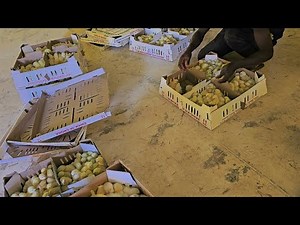 Watch This before U Start Broiler Chicken Project in zimbabwe🇿🇼