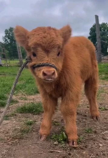 Adorable Cows: Cute Cow Videos & Drawings Compilation