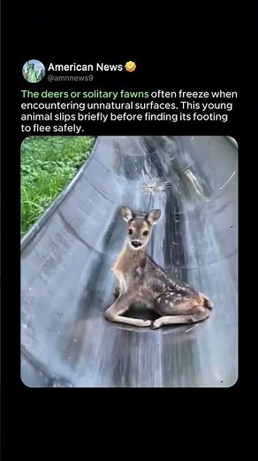 WHY THE DEER FROZE