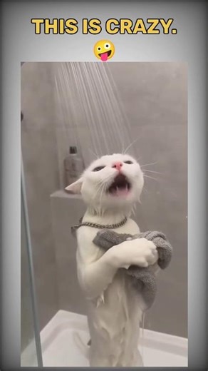 This cat is crazy! 🤪🐱| funny cat #catshorts #cat #catfunny #youtubeshorts