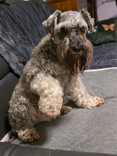 Cute Mini Schnauzer Moments That Melt Hearts
