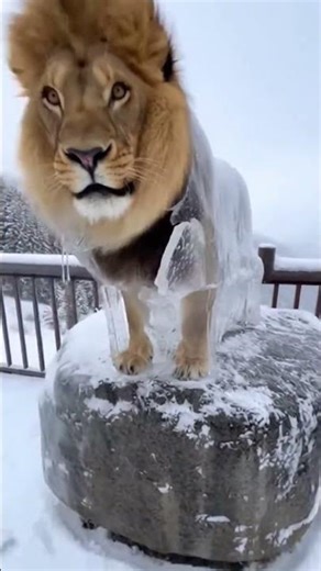 the real lion just waiting for #animalshorts