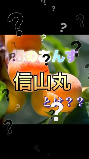 What is the legendary apricot "Shinzanmaru"?! #shorts