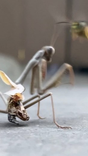 Nature Is Metal on Instagram: "EP53: Jaws, Claws and Natural Laws, is now LIVE on Snap! We drop two episodes per week, every single week, over on that yellow app. I would love it if you would subscribe to our channel over there, but you don't even need to. You can watch every single episode we've ever uploaded RIGHT NOW, for absolutely nothing. The only thing stopping you, is you :) #natureismetal #keepnaturemetal"