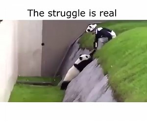 9.6K views · 251 reactions | Cuteness overload! <3 | Mega Photo App | Facebook