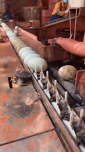Conveyor Belt System for Industrial Processing