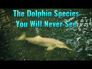 The Tragic Tale of the Baiji