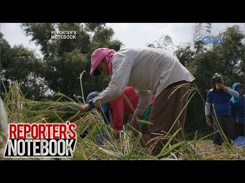 Reporter's Notebook: Bagsak-presyong halaga ng palay, paano binabawi ng mga magsasaka?