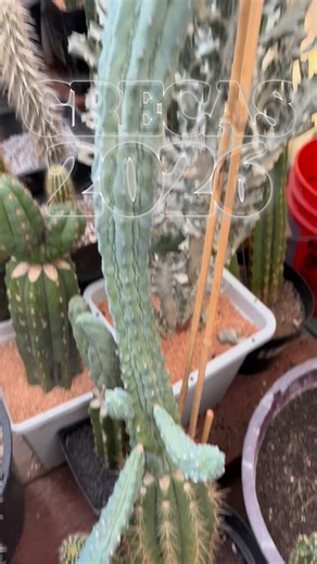 Two of these Grecas Grafts will be taller than me by the end of this year! #2026 #grecas #grafts #cactusjeff | Jeff Hanson