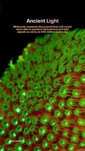 Corals Were Glowing 540 Million Years Ago