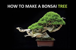 How to make a Bonsai tree Don't let the fact that 'bon-sai' is an art studied and refined for many centuries scare you off, because you are perfectly capable to learn how to grow Bonsai trees without green thumbs. Make sure to pick the right tree species for your environment and stick to the basic care guidelines. In this article I'll explain how to get started with growing Bonsai and introduce you into the three main parts of this section: Bonsai cultivation, styling and care. The movie just ab