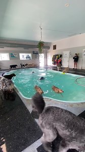 1.8M views · 12K reactions | Fun swimming today | Bubble Puppy Playhouse | Facebook