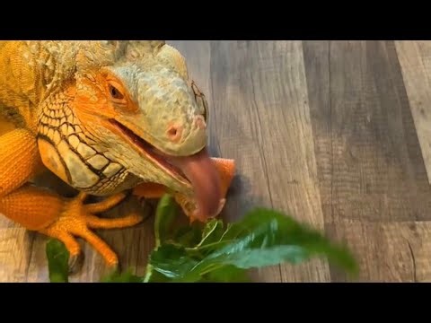 Feeding my iguanas food from nature - Rocket The Iguana