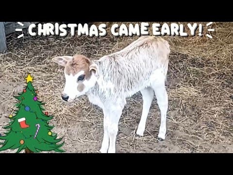 Christmas came early on our FARM. Meet BELLE!