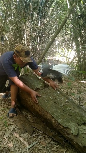 Penunggu Pohon Kering #shortvideo #nature