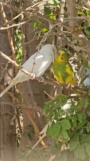 Happy Hyper Cute Budgie Parakeet Calling Sounds At Aviary