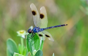 Harnessing Dragonfly Symbolism in Feng Shui for Luck and Transformation | LoveToKnow
