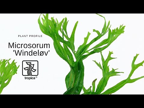 Microsorum pteropus 'Windeløv'
