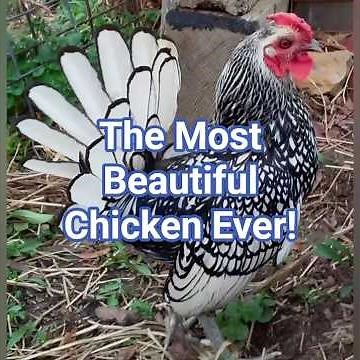The Most BEAUTIFUL Chicken Ever? 🐔✨ | The Rare Sebright Bantam