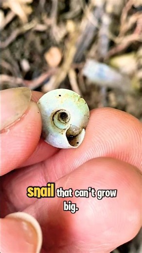 Small snail shell #shorts #trending #viral